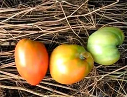 Tomate „Konigsberg“ - comentarii, fotografii, caracteristicile și descrierea soiului