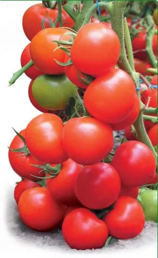 Semințe de tomate nedeterminate 30 Tyler f1 Japonia