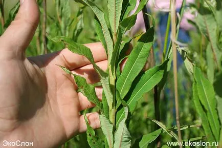 Tehnologia de fabricare de salcie-planta in casa