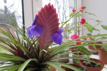 Tillandsia cyanea és Anita virág ellátás az otthoni