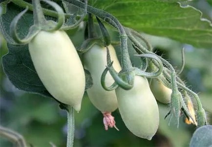 Tomate „Konigsberg“ - comentarii, fotografii, caracteristicile și descrierea soiului