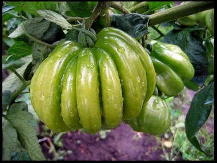 Tomate Lorraine Beauty fotografie