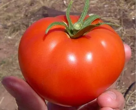 Tomate comentarii explozie și fotografiile care au plantat descrierea și caracterizarea soiurilor de tomate, precum și cele