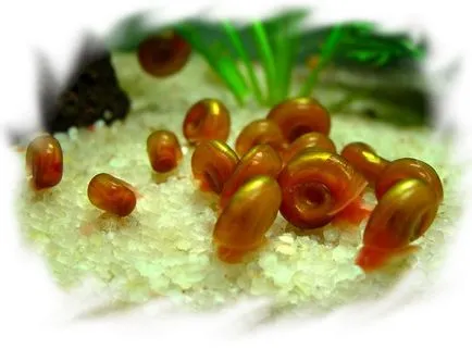Coil - аквариум ползи и вреди от охлюви