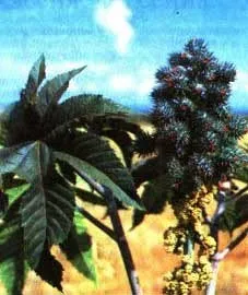 Castor - „palmier“, care se dezvoltă rapid și practic nu necesită întreținere