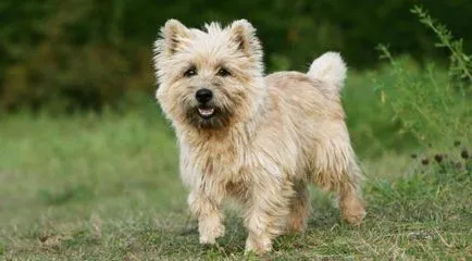 Cairn terrier fajta leírása, fotók