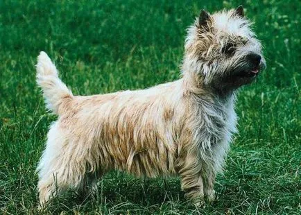 Cairn terrier fajta leírása, fotók