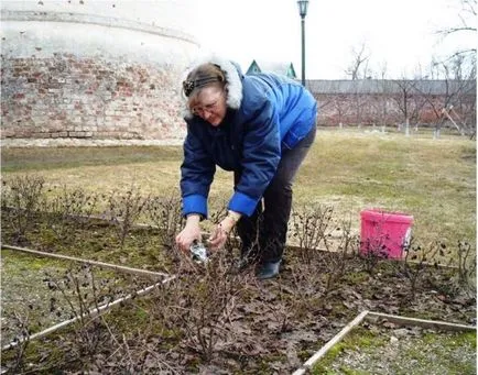 Cotoneaster брилянтни снимки жив плет, съвети за отглеждане, размножаване и грижи