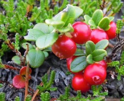 Cranberry - agroxxi