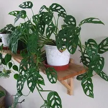 Monstera cameră de flori tipuri, de îngrijire și de reproducere în casă, descrierea structurii plantelor