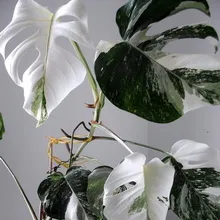 Monstera cameră de flori tipuri, de îngrijire și de reproducere în casă, descrierea structurii plantelor