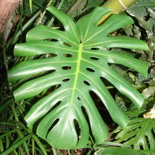 Monstera cameră de flori tipuri, de îngrijire și de reproducere în casă, descrierea structurii plantelor