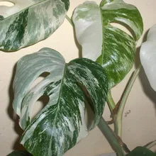 Monstera cameră de flori tipuri, de îngrijire și de reproducere în casă, descrierea structurii plantelor