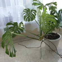 Monstera cameră de flori tipuri, de îngrijire și de reproducere în casă, descrierea structurii plantelor