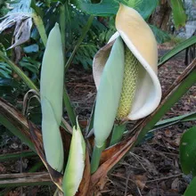 Monstera cameră de flori tipuri, de îngrijire și de reproducere în casă, descrierea structurii plantelor