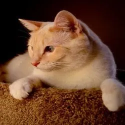 Конюнктивит при котки, лечение на хомеопатията - всичко за котки и котки с любов