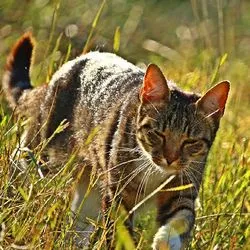 Kötőhártya macskák kezelésére homeopátia - szól macskák és macskák szeretettel