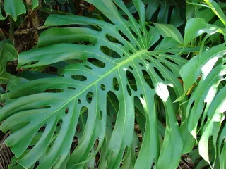 Monstera cameră de flori tipuri, de îngrijire și de reproducere în casă, descrierea structurii plantelor