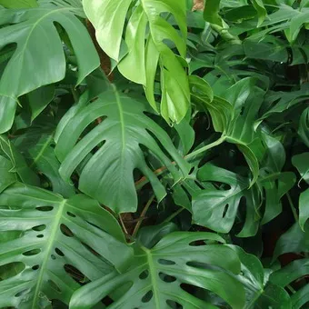 Monstera cameră de flori tipuri, de îngrijire și de reproducere în casă, descrierea structurii plantelor