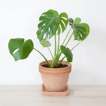 Monstera cameră de flori tipuri, de îngrijire și de reproducere în casă, descrierea structurii plantelor