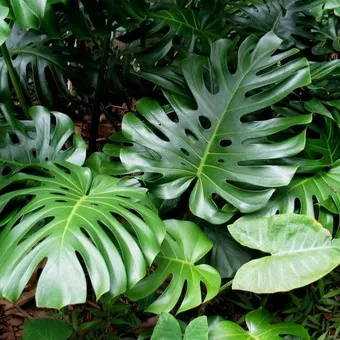 Monstera cameră de flori tipuri, de îngrijire și de reproducere în casă, descrierea structurii plantelor