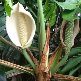 Monstera cameră de flori tipuri, de îngrijire și de reproducere în casă, descrierea structurii plantelor