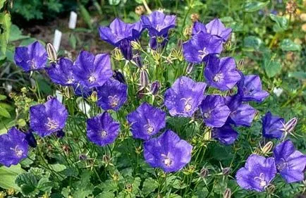 отглеждане Bellflower, озеленяване и поддръжка, фото