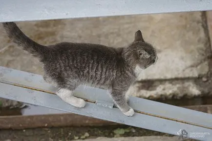 A hajó fara és bolyhos macskák