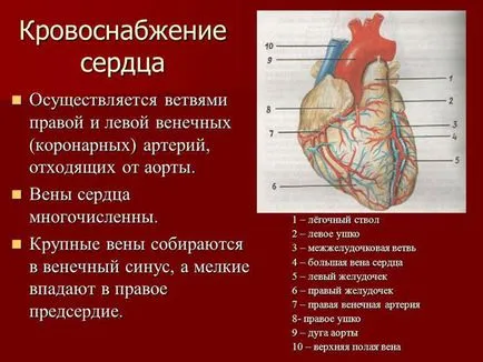 Коронарна тромбоза (коронарните артерии) - рисковете, причинява симптоми, лечение, ЕКГ