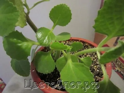 Hálószoba plektrantus mentás vagy Plectranthus illatos, tsvetoblog