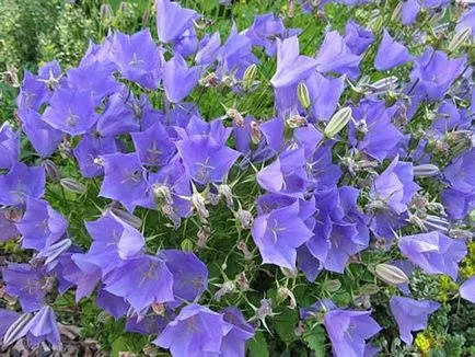 cultivare Bellflower, plantare și întreținere, foto