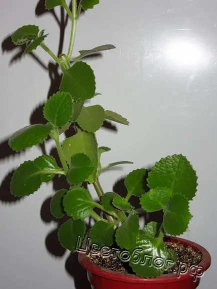 Hálószoba plektrantus mentás vagy Plectranthus illatos, tsvetoblog