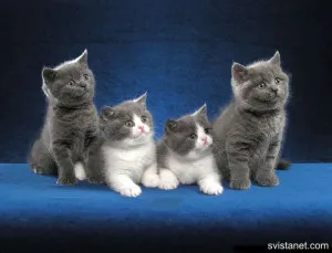 Котки в смокинги и смокинг, котка, снимка