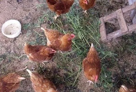Kuban Red fajta csirkék - a tartalom, leírás és képek