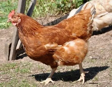Kuban Red fajta csirkék - a tartalom, leírás és képek
