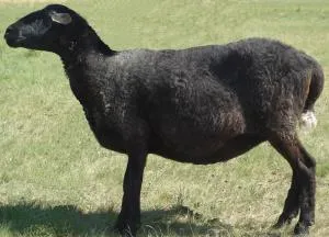 Kulundinskaya порода овце - agroxxi
