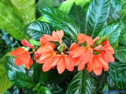 Crossandra volnistolistnaya - houseplants mele