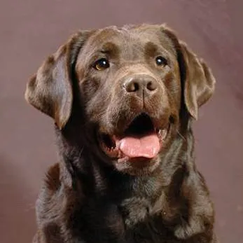 Labrador retriever - fajta leírás, fotók, a megfelelő ellátást, a választott név egy kutya