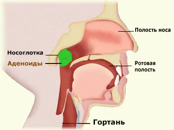 Proprietăți medicinale de rețete de tarhon, utilizarea și contraindicații