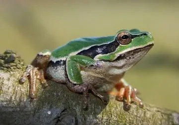 broasca Frog, născut să trăiască în copaci, zoodom