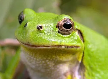 broasca Frog, născut să trăiască în copaci, zoodom