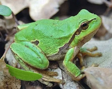 broasca Frog, născut să trăiască în copaci, zoodom