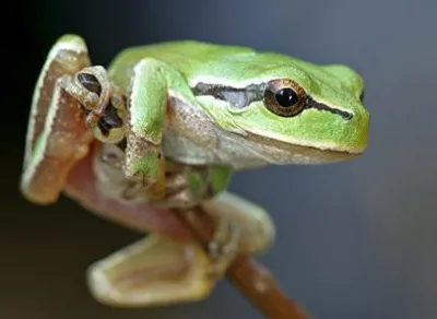 broasca Frog, născut să trăiască în copaci, zoodom