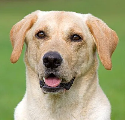 Лабрадор ретривър - описание порода, снимки, подходящи грижи, изборът на име за куче