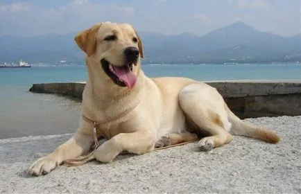 Labrador Retriever - descrierea rasei, fotografii, îngrijire corespunzătoare, alegerea numelui pentru un câine