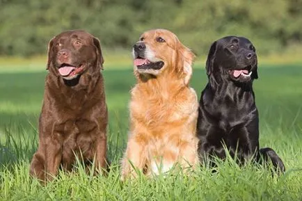 Labrador Retriever - descrierea rasei, fotografii, îngrijire corespunzătoare, alegerea numelui pentru un câine