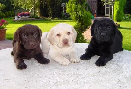 Labrador Retriever - descrierea rasei, fotografii, îngrijire corespunzătoare, alegerea numelui pentru un câine