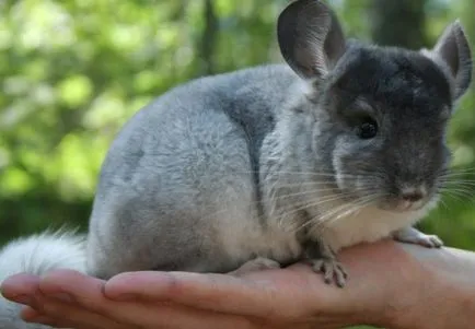 Tratamentul de lichen din chinchilla, un sfat bun