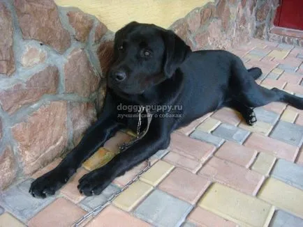 labrador fotografie Negru, descriere rasa, pret