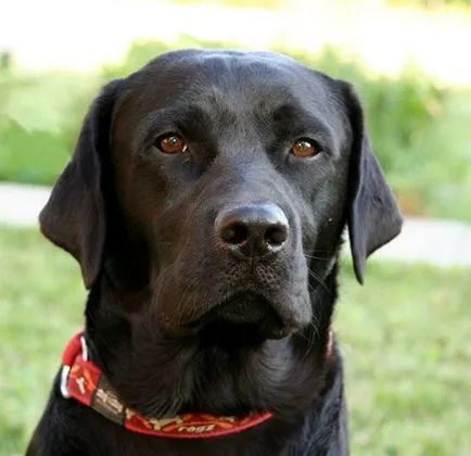 Labrador retriever - fajta leírás, fotók, a megfelelő ellátást, a választott név egy kutya